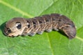 Caterpillar of Elephant Hawk-moth