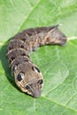 Caterpillar of Elephant Hawk-moth