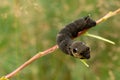 Larva of elephant hawk moth Deilephila elpenor closeup. Royalty Free Stock Photo