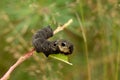 Caterpillar of Elephant hawkmoth on a twig. Royalty Free Stock Photo