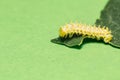 Caterpillar of eri silk moth on leaf Royalty Free Stock Photo