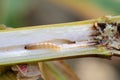 The European corn borer or borer or high-flyer Ostrinia nubilalis. It is a one of most important pest of maize crops. Royalty Free Stock Photo