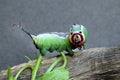 Caterpillar of European puss moth Cerura Vinula or springtail