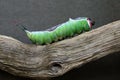 Caterpillar of European puss moth Cerura Vinula or springtail