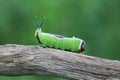 Caterpillar of European puss moth Cerura Vinula or springtail