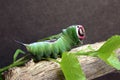 Caterpillar of European puss moth Cerura Vinula or springtail