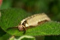 Caterpillar face macro Royalty Free Stock Photo