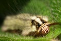 Caterpillar face macro Royalty Free Stock Photo