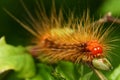 Caterpillar face macro Royalty Free Stock Photo