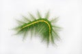 Caterpillar face of mango baron butterfly Royalty Free Stock Photo