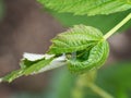 Caterpillar face peeking out of my damaged raspberry plant. Tortrix moth larva, UK.