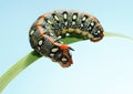 Caterpillar with fake head Royalty Free Stock Photo