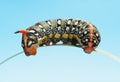 Caterpillar with false head Royalty Free Stock Photo