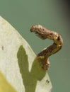 The caterpillar family Geometridae.