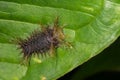 Caterpillar - family : Limacodidae Royalty Free Stock Photo