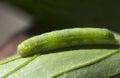 The caterpillar family scoops Noctuidae Lacanobia oleracea.
