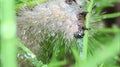 Caterpillar is feeding on plant leaf. Caterpillar is an insect that will metamorphose into a butterfly