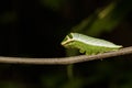 Caterpillar of Five bar swordtail butterfly (antiphates pompilius)