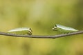 Caterpillar of Five bar swordtail butterfly (antiphates pompilius)