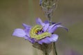 Caterpillar on flower of catananche caerulea plant Royalty Free Stock Photo