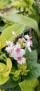 caterpillar on flower Royalty Free Stock Photo