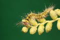 A Caterpillar Is Foraging In A Bush.