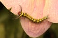 A Caterpillar Is Foraging In A Bush.