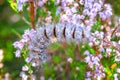 Caterpillar of Fox moth climbing in Heather Royalty Free Stock Photo