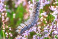 Caterpillar of Fox moth climbing in Heather Royalty Free Stock Photo