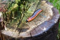 The caterpillar of the fragrant woodworm. Cossus cossus. Caterpillar of a butterfly from the carpenter family. Cossidae Royalty Free Stock Photo