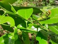 caterpillar friendship Royalty Free Stock Photo