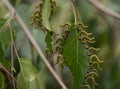 Caterpillar fringe on a birch leaf. A group of caterpillars on a green birch leaf stand in columns