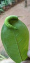 Green caterpillar what will become a butterfly Royalty Free Stock Photo