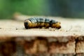 A caterpillar is a fuzzy, worm-like insect that transforms into a butterfly or a moth. Royalty Free Stock Photo