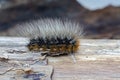 Caterpillar of Garden Tiger moth