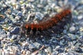 Arctia caja is a moth caterpillar from the female subfamily of the family Erebidae Royalty Free Stock Photo
