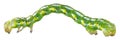 Caterpillar of Geometer moth Geometridae; order Lepidoptera Royalty Free Stock Photo