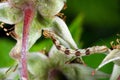 The caterpillar of geometer moth Geometridae on raspberry flowers in garden. Royalty Free Stock Photo