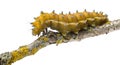 Caterpillar of the Giant Peacock Moth Royalty Free Stock Photo