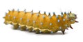 Caterpillar of the Giant Peacock Moth Royalty Free Stock Photo
