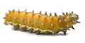 Caterpillar of the Giant Peacock Moth