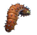 Caterpillar of the Giant Peacock Moth Royalty Free Stock Photo