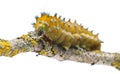 Caterpillar of the Giant Peacock Moth Royalty Free Stock Photo