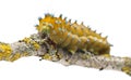 Caterpillar of the Giant Peacock Moth