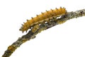 Caterpillar of the Giant Peacock Moth Royalty Free Stock Photo