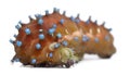 Caterpillar of the Giant Peacock Moth Royalty Free Stock Photo
