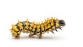 Caterpillar of the Giant Peacock Moth Royalty Free Stock Photo