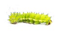 Caterpillar of the Giant Peacock Moth, Saturnia pyri Royalty Free Stock Photo