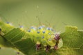 Caterpillar of Giant peacock moth Saturnia pyri Royalty Free Stock Photo