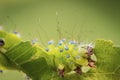 Caterpillar of Giant peacock moth Saturnia pyri Royalty Free Stock Photo